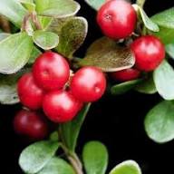 Bearberry Seeds Arctostaphylos Uva-Ursi Gayuba Fruit Seeds for Planting – Heirloom Non-GMO Organic Garden Seeds