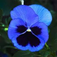 Purple Viola Flower Seeds – Heirloom Non-GMO High Germination Organic Garden Seeds