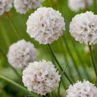 White Armeria Flower Seeds Heirloom Non-GMO High Germination Organic Garden Seeds