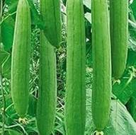 Loofah Seeds – Heirloom, Non-GMO, High Germination Organic Garden Seeds