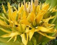 Yellow Gentiana Lutea Flower Seeds Heirloom Non-GMO High Germination Organic Garden Seeds for Planting
