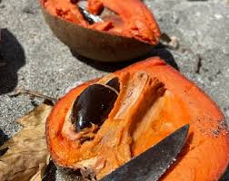 Mamey-Samen Braun Erbstück GVO-frei Hohe Keimrate Bio-Gartensamen zum Pflanzen