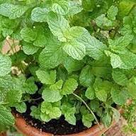 Grüne Methi-Pflanzensamen, samenecht, gentechnikfrei, hohe Keimfähigkeit, Bio-Gartensamen zum Anpflanzen