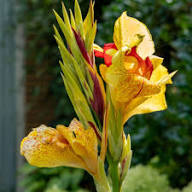 Yellow Red Cleopatra Flower Seeds – Heirloom Non-GMO High Germination Organic Garden Seeds
