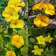 Yellow Cistus Flower Seeds – Heirloom, Non-GMO, High Germination Organic Garden Seeds