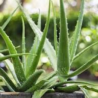 Aloe Vera Green Seeds – Heirloom, Non-GMO, High Germination Organic Garden Seeds