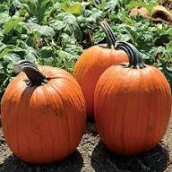 Mixed Giant Pumpkin Seeds – Heirloom, Non-GMO, High Germination Organic Garden