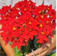 Red Epidendrum Rubrum Flower Seeds for Planting (Heirloom, Non-GMO) High Germination Organic Garden Seeds