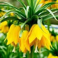 Yellow Fritillaria Flower Seeds Heirloom Non-GMO High Germination Organic Garden Seeds for Planting