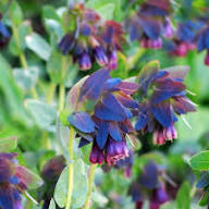 Purple Cerinthe Flower Seeds for Planting – Heirloom Non-GMO High Germination Organic Garden Seeds Seeds for Planting