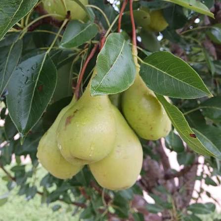 Semillas de peral blanco - Cimelio, sin OGM, semillas de jardín orgánicas de alta germinación