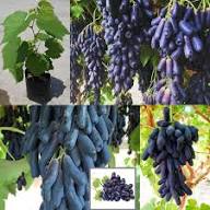 Moon Drops Grapes (Black) Fruit Seeds for Planting – Heirloom Non-GMO High Germination Organic Garden Seeds