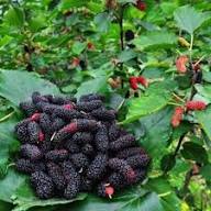 Mixed Mulberry Fruit Seeds Heirloom Non-GMO High Germination Organic Garden Seeds for Planting