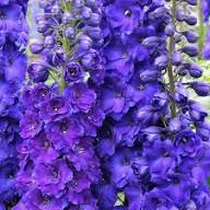 Violet Delphinium Flower Seeds – Heirloom Non-GMO High Germination Organic Garden Seeds
