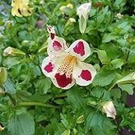 White Mimulus Tigrinus Flower Seeds Heirloom Non-GMO High Germination Organic Garden Seeds