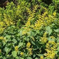 Yellow Turkish Sage Flower Seeds Heirloom Non-GMO High Germination Organic Garden Seeds