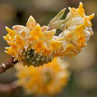 Yellow Edgeworthia Flower Seeds – Heirloom Non-GMO High Germination Organic Seeds