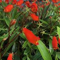 Red Scutellaria Costaricana Flower Seeds Heirloom Non-GMO High Germination Organic Garden Seeds for Planting