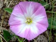 Semillas de flores de convolvulus blanco rosado - orgánicas, de reliquia, sin OMG, de alta germinación para sembrar en el jardín