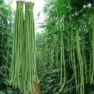 Yard Long Bean Vegetable Green Seeds – Heirloom, Non-GMO, High Germination Organic Garden Seeds