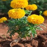 Yellow Tagetes Flower Seeds Heirloom Non-GMO High Germination Organic Garden Seeds