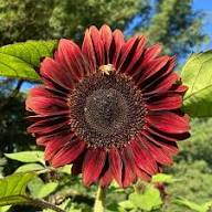 Maroon Sunflower Flower Seeds Heirloom Non-GMO High Germination Organic Garden Seeds