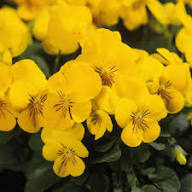 Yellow Viola Odorata Flowers Seeds – Heirloom Non-GMO Organic Garden Seeds