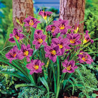 Purple Hemerocallis Flower Seeds Heirloom Non-GMO High Germination Organic Garden Seeds for Planting