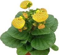 Yellow Maroon Calceolaria Flower Seeds – Heirloom, Non-GMO, High Germination Organic Seeds