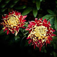 Yellow Red Chrysanthemum Flower Seeds – Heirloom Non-GMO High Germination Organic Seeds