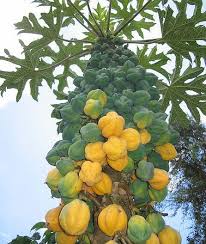 Mountain Papaya (Vasconcellea pubescens) Fruit Tree Seeds for Planting – Heirloom Non-GMO High Germination Organic Garden Seeds