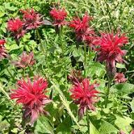 Red Beebal Flower Seeds Heirloom Non-GMO High Germination Organic Garden Seeds for Planting