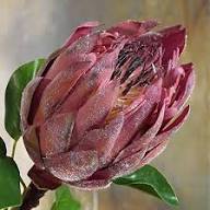 Red Protea Flower Seeds for Planting – Heirloom Non-GMO High Germination Organic Garden Seeds