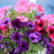 Petunia Flower Seeds Heirloom Non-GMO High Germination Organic Garden Seeds
