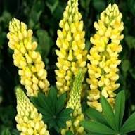 Lupine Flower Seeds Yellow – Heirloom Non-GMO High Germination Organic Garden