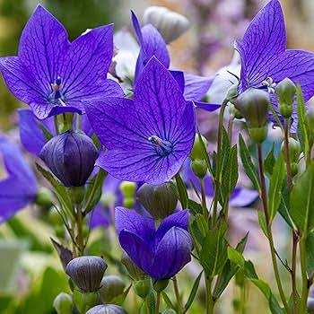 Heirloom non-GMO Violet Balloon Flower seeds for planting with vibrant violet blooms growing naturally in a home garden