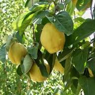 Yellow Quince Fruit Seeds Heirloom Non-GMO High Germination Organic Garden Seeds for Planting