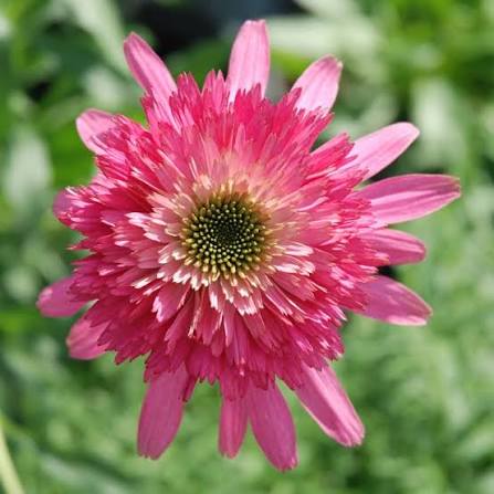 Echinacea Southern Belle Coneflower Flower Seeds for Planting Heirloom Non-GMO Garden Seeds with Pink Double Blooms