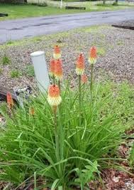 Kniphofia Flower Seeds – Heirloom, Non-GMO, High Germination Organic Garden Seeds for Planting