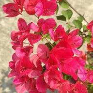 Semillas de Flores de Buganvilla Trepadora Roja para Sembrar – Semillas de Jardín Orgánicas, Herencia, No-OMG, Alta Germinación