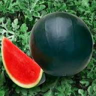 Densuke Watermelon Seeds for Planting – Heirloom Non-GMO High Germination Organic Garden Seeds