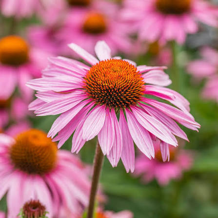 May Jay Red Purple Coneflower Echinacea purpurea heirloom non-GMO flower garden seeds for planting growing naturally at home