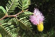 Pink Yellow Dichrostachys Flower Seeds – Heirloom, Non-GMO, High Germination Organic Garden Seeds for Planting Seeds for Planting