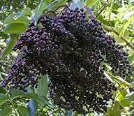 Elderberry Fruit Seeds for Planting – Heirloom Non-GMO High Germination Organic Garden Seeds for Juices &amp; Syrups