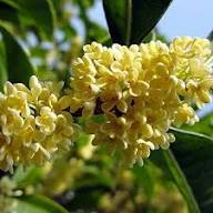 Osmanthus Flower Seeds Yellow Heirloom Non-GMO High Germination Organic Seeds