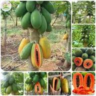 Mixed Papaya Seeds Heirloom Non-GMO High Germination Organic Garden Seeds for Planting