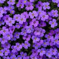 Violet Aubrieta Flower Seeds for Planting Heirloom Non-GMO High Germination Organic Garden Seeds