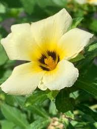 Subulata Flower Seeds for Planting – Heirloom, Non-GMO, High Germination Organic Garden Seeds