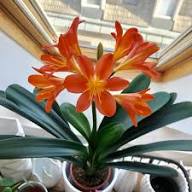 Clivia Flower Seeds Purple for Planting – Heirloom Non-GMO High Germination Seeds Organic Garden Seeds Seeds for Planting