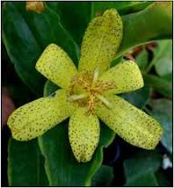 Tricyrtis Flower Seeds Yellow – Heirloom, Non-GMO, High Germination Organic Seeds